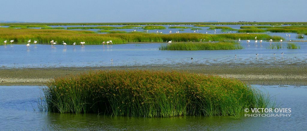 Doñana - Marismas